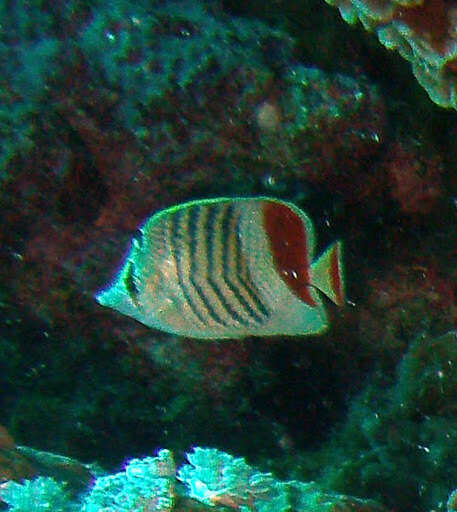 Image of Crown Butterflyfish