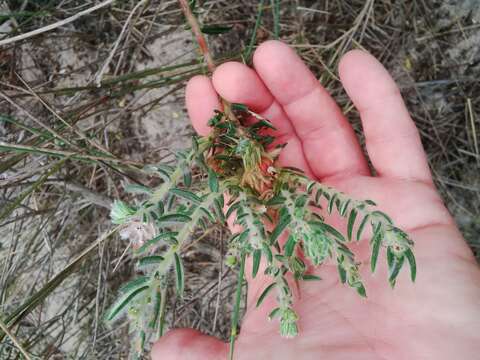 Image of Phylica harveyi (Arn.) Pillans