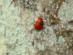 Image of Lady beetle