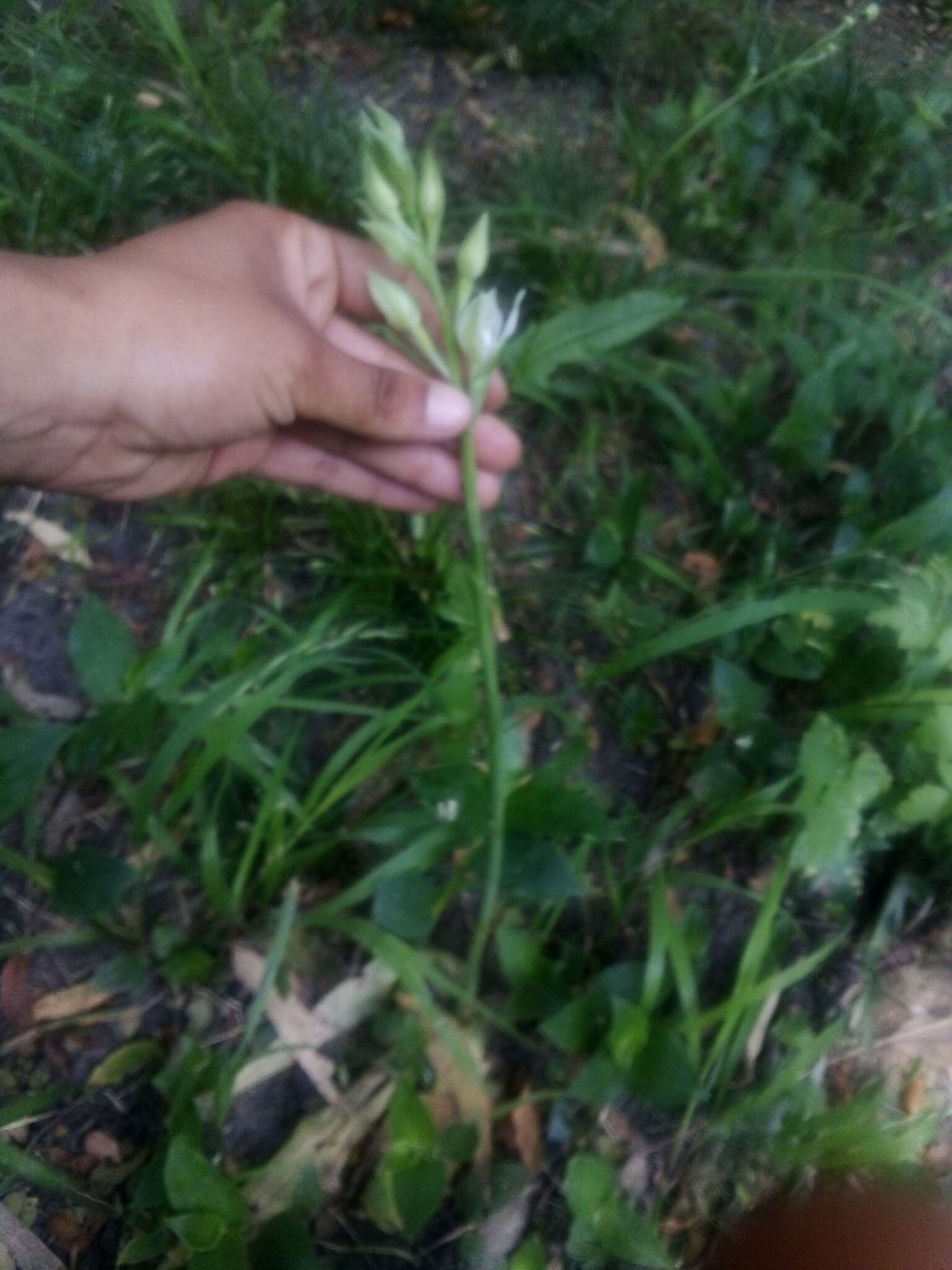 Image of Chloraea membranacea Lindl.