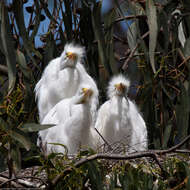 Image of Great Egret