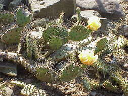 Image of Brownspine Pricklypear