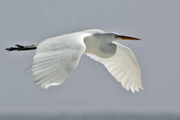 Image of Great Egret