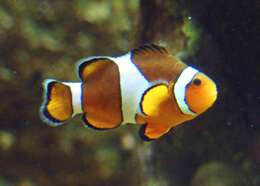 Imagem de Amphiprion ocellaris Cuvier 1830