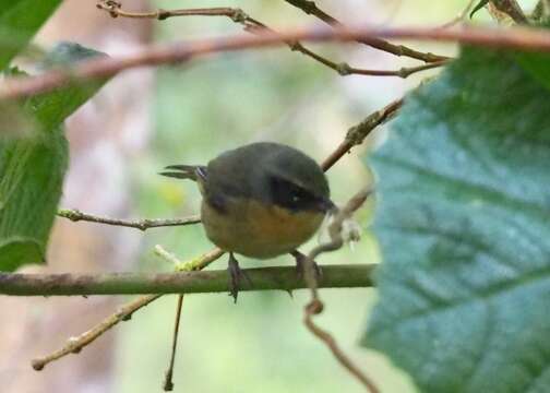 Image of Black-eared Hemispingus