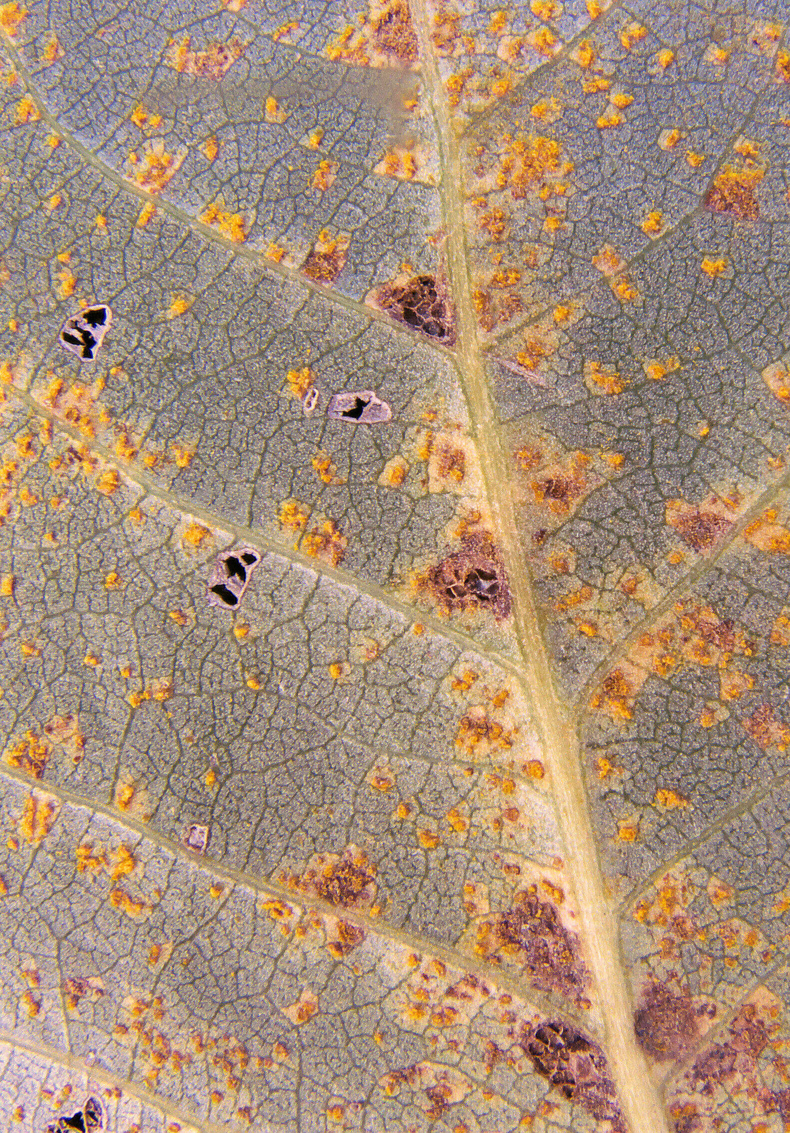 Image of Carolina poplar