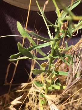 Image of Franciscan erigeron