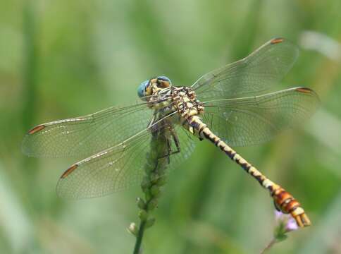 Image of Gorge Claspertail