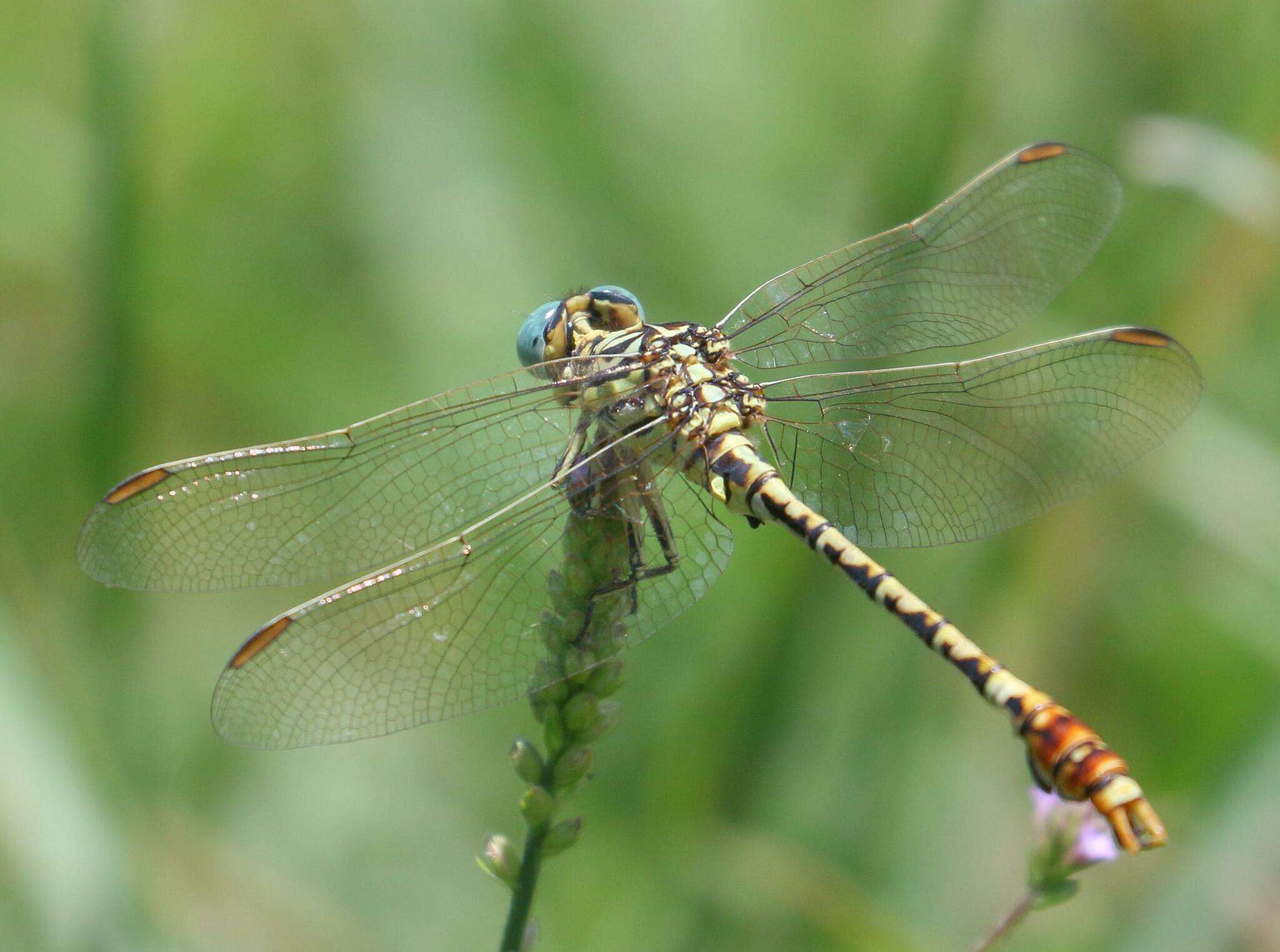 Sivun Onychogomphus supinus Hagen ex Selys 1854 kuva