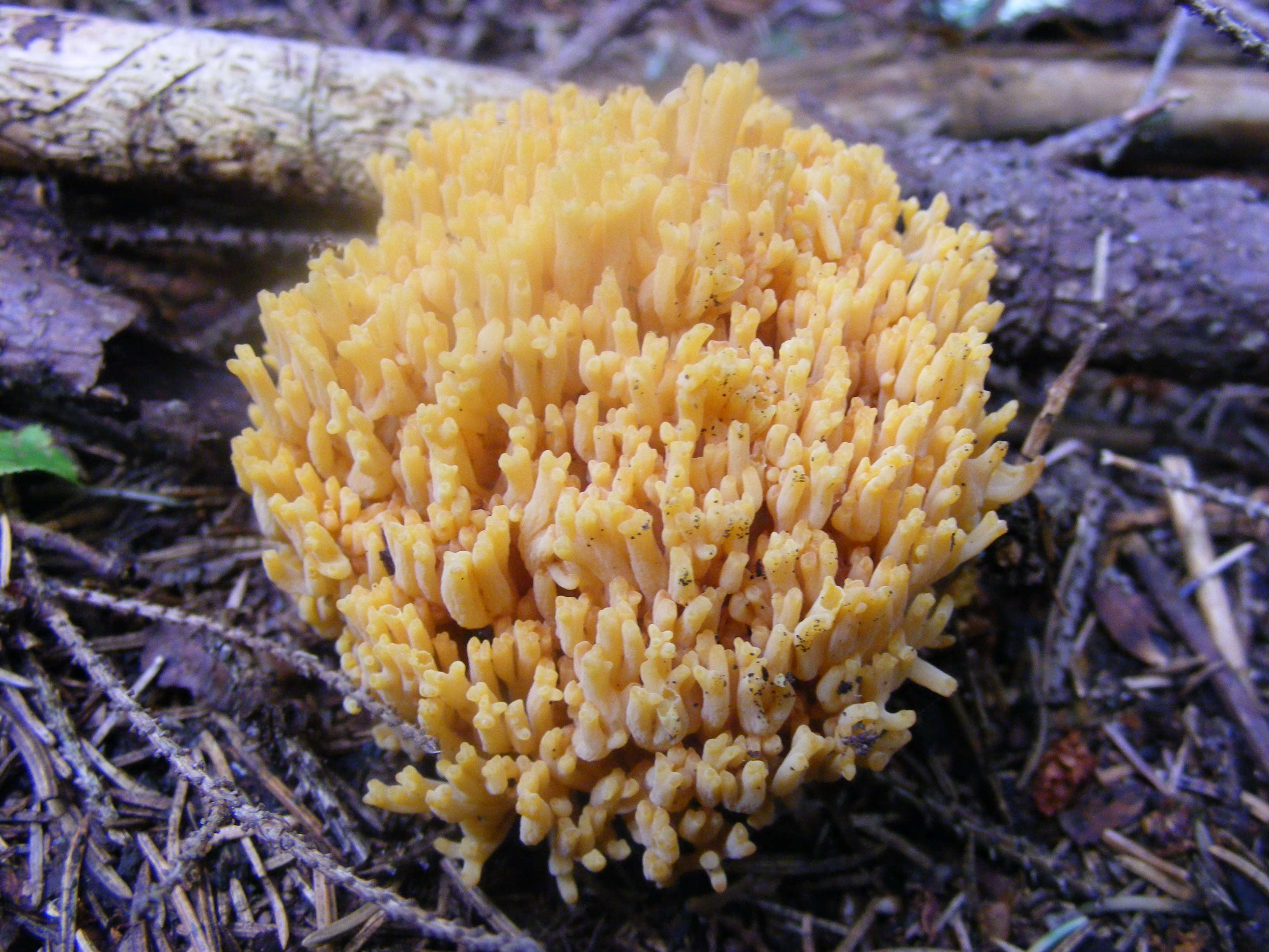 Image of Ramaria flava (Schaeff.) Quél. 1888