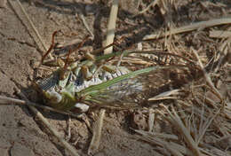 Image of Megatibicen dealbatus (Davis & W. T. 1915)