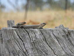 Image of Cunningham's skink