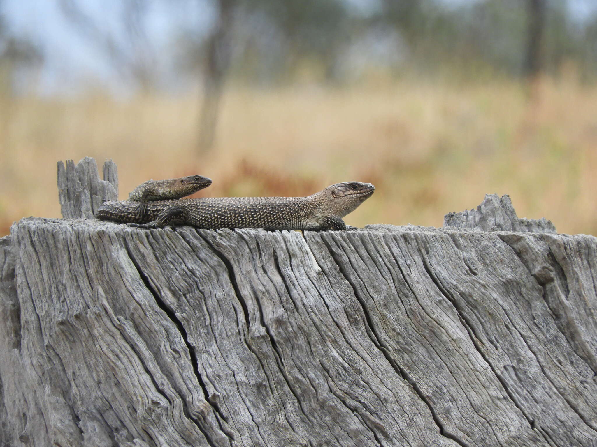 Image of Cunningham's skink