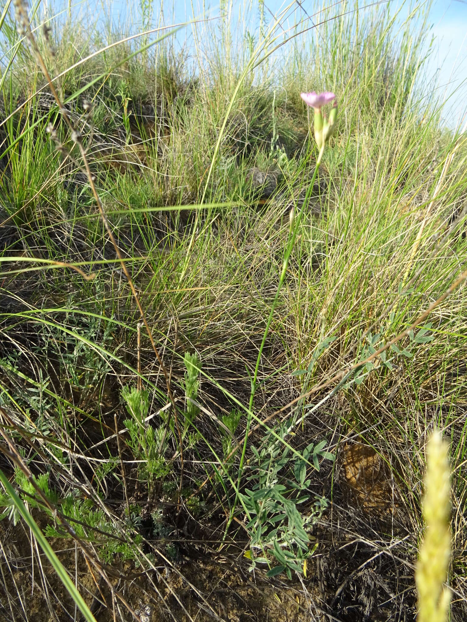 Image of Dianthus polymorphus Bieb.