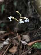 Image of Cheirostylis cochinchinensis Blume