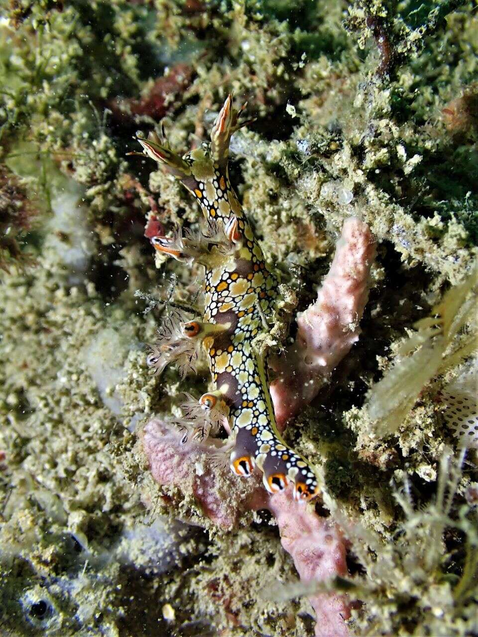 Image of Swimming nudibranch