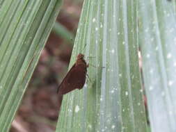 Image of Cobalopsis nero Herrich-Schäffer 1869