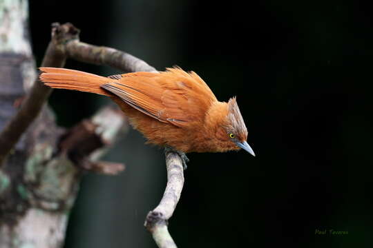 Image of Grey-crested Cacholote