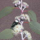 Image of Eucalyptus cretata P. J. Lang & M. I. H. Brooker