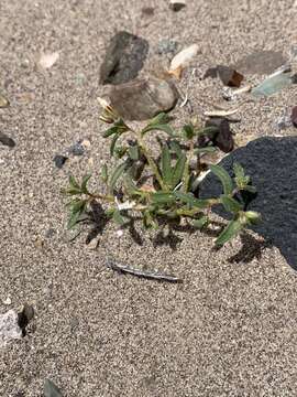 Image of bellshape gilia