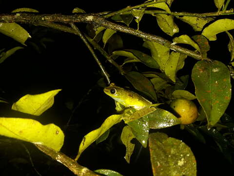 Image of Boana pellucens (Werner 1901)