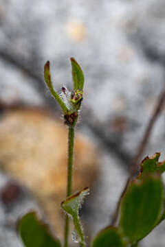 Image of Centella difformis (Eckl. & Zeyh.) Adamson