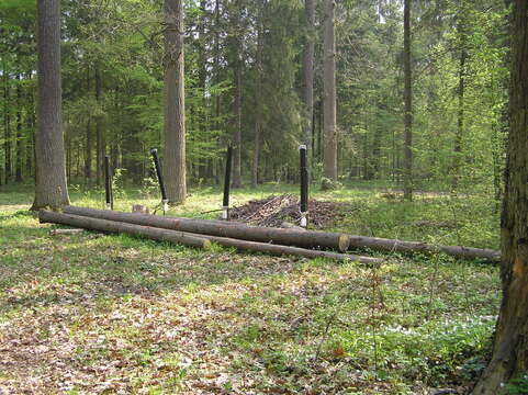 Image of european spruce bark beetle