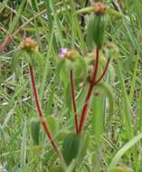 Imagem de Argyrella phaeotricha (Hochst.) Naud.