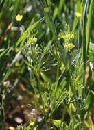 Image of corn buttercup