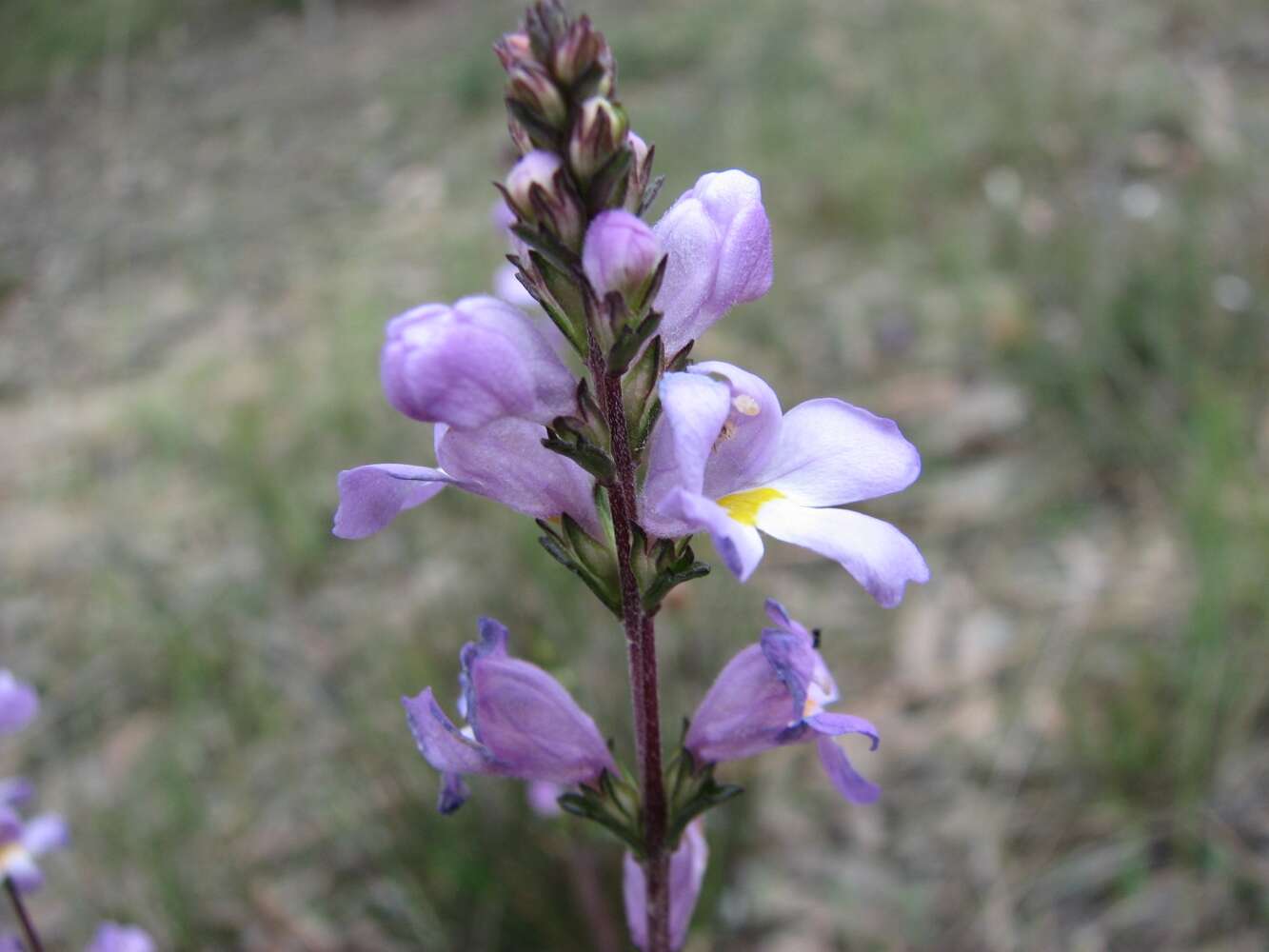 Image de Euphrasia collina R. Br.