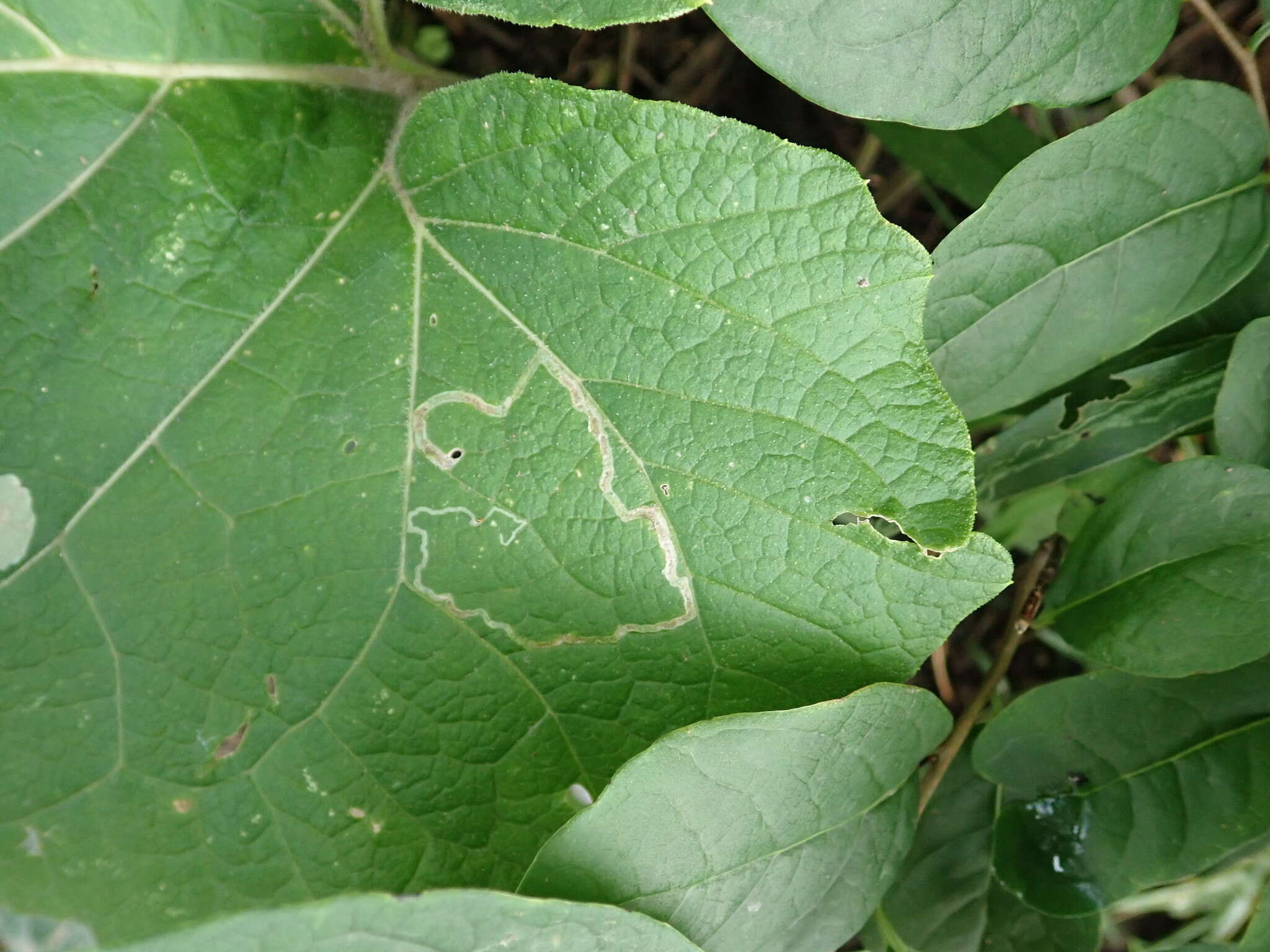 Image of Liriomyza arctii Spencer 1969