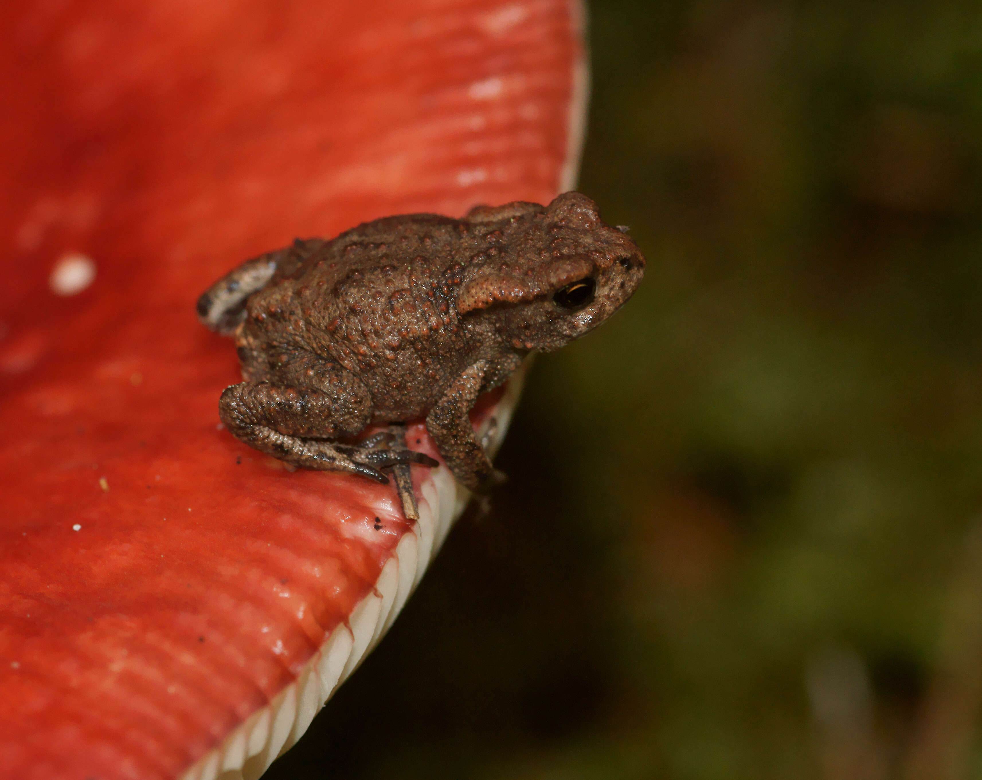 Image of Common Toad