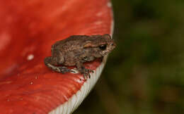 Image of Common Toad