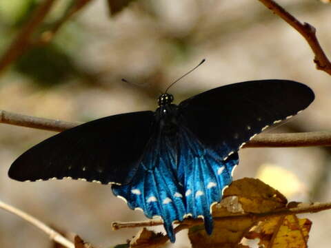 Image of Pipevine Swallowtails and Allies