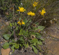 Image of Arctotis acaulis L.