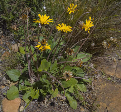 Image de Arctotis acaulis L.