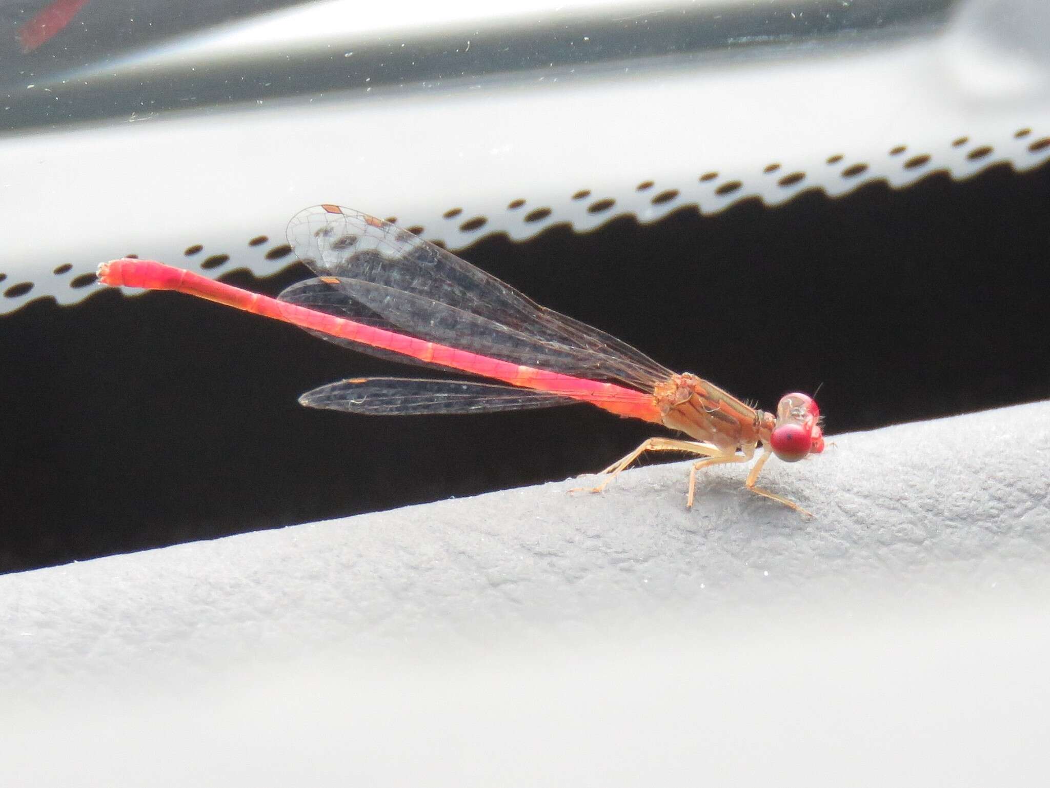 Image of Duckweed Firetail