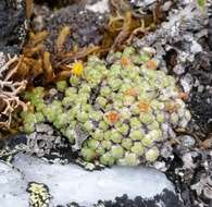 Image de Saxifraga eschscholtzii Sternb.