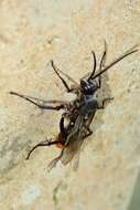 Image of Spider wasp