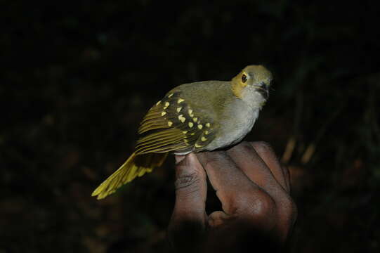 Nicator chloris (Valenciennes 1826)的圖片