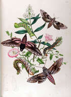 Image of Pine hawkmoth