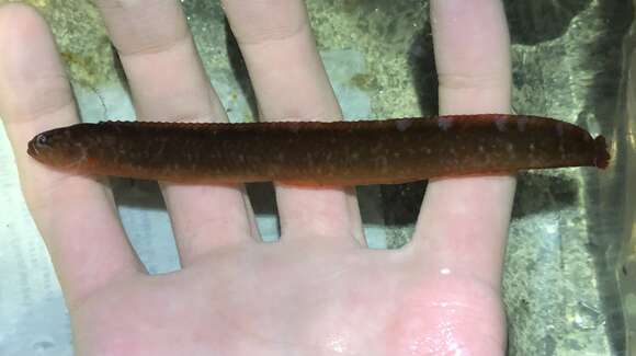 Image of Belted blenny