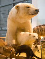 Imagem de urso-polar