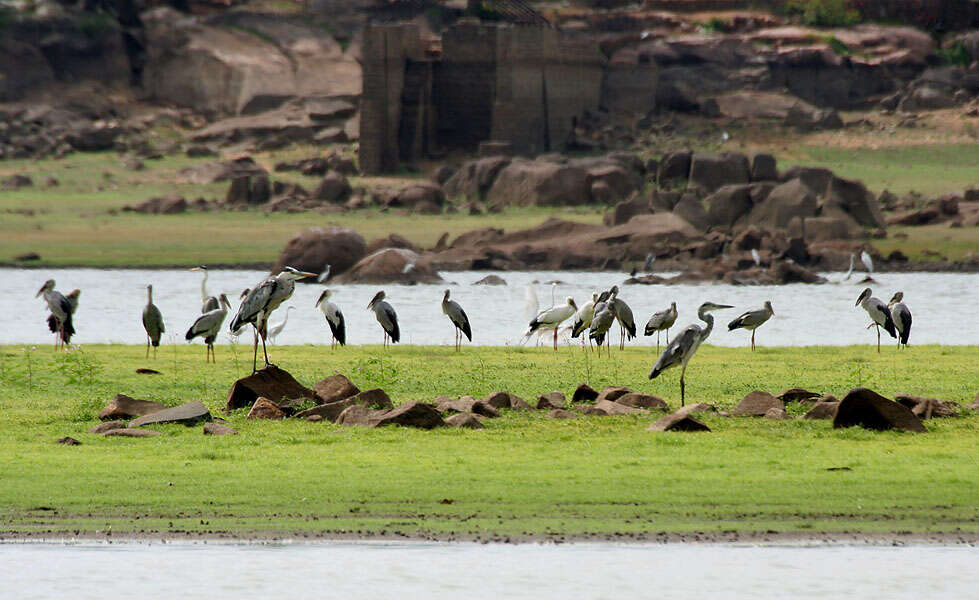 Image of Openbill stork