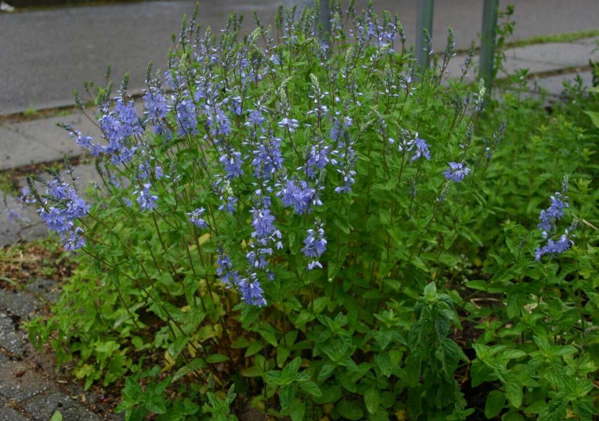 Image of Health Speedwell