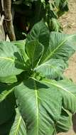 Image of cultivated tobacco