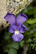 Image of Viola corsica Nyman