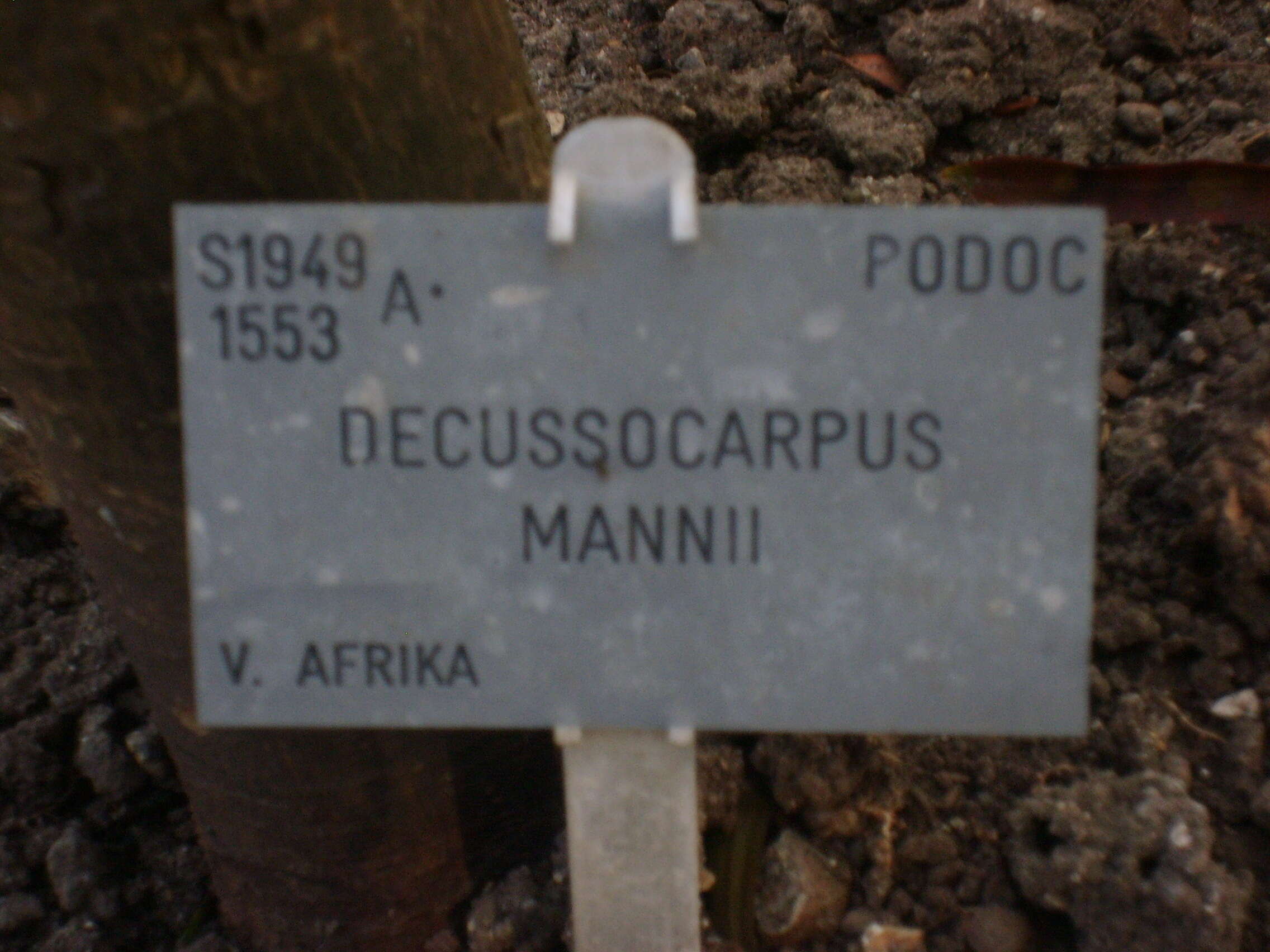 Afrocarpus mannii (Hook. fil.) C. N. Page resmi