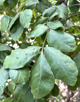 Image of Zanthoxylum arborescens Rose