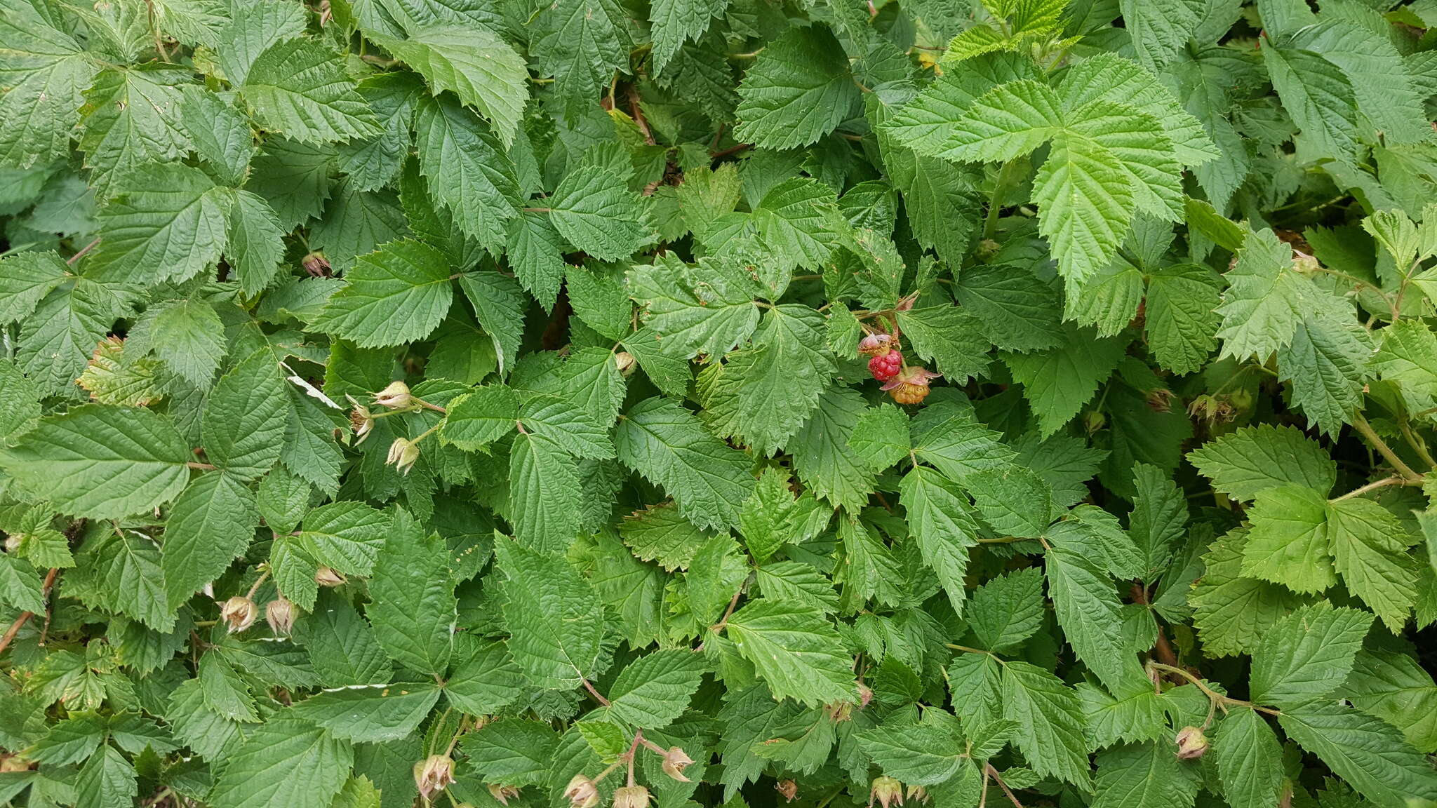 Image of grayleaf red raspberry